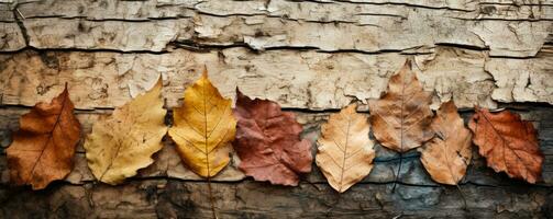 bark texturer av olika skog träd bakgrund med tömma Plats för text foto