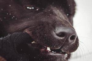 alaskan malamute mörk färg i den naturliga miljön foto