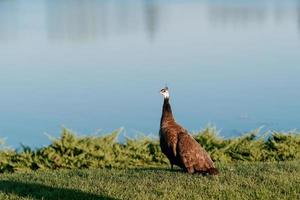 ensam brun påfågel står på grönt gräs foto