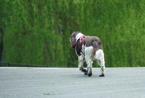 söt sällskapsdjur hund på promenad på lokal- offentlig parkera av London England Storbritannien. foto