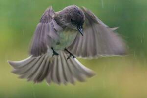 fågel flygande i de regn foto