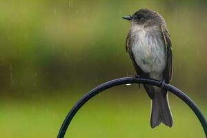 grå fågel i de regn foto