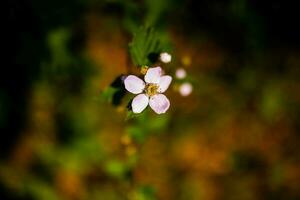 rosa blomma på skog golv foto