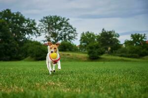 söt hund gående på grön gräs, spelar med leksak boll foto