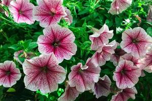 sommarträdgård rosa petunia petunia blomma petunia hybrida