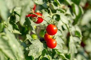 mogna röda tomater hänger på tomatträdet i trädgården foto