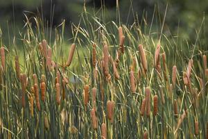 bulrushes, eller cattails, på en solig dag foto