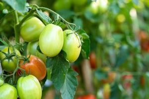 mogna röda tomater hänger på tomatträdet i trädgården foto