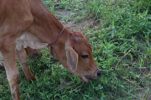 brunfärgad ko som äter gräset foto