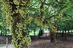 välsmakande baccaurea motleyana på träd foto