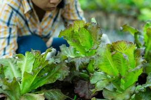 ung asiatisk kvinna jordbrukare arbetssätt i organisk trädgård grönsaker. kvinna plockning färsk sallad i trädgård. lockigt grön löv av grön sallad växande i en trädgård. foto