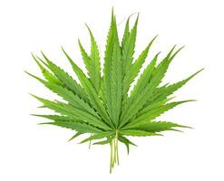 löv av cannabis sativa isolerat på vit bakgrund. topp se foto