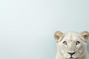 vit lejon blå pastell Färg vägg ser framåt- minimalism ai generativ foto