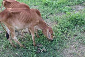 brunfärgad ko som äter gräset foto
