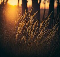 vild gräs i de skog på solnedgång. makro bild, grund djup av fält. abstrakt sommar natur bakgrund. årgång filtrera. ai genererad foto