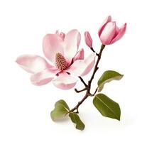 rosa magnolia blomma isolerat foto