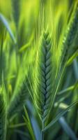 grön korn spika närbild, grön vete, full spannmål, stänga upp av ett öra av omogen vete, ai generativ foto