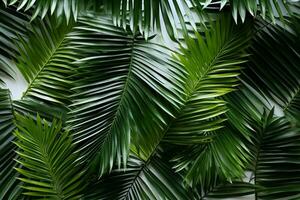 handflatan träd löv skapa en textur täcka över omgiven förbi färsk grön tropisk växter på en vit bakgrund foto
