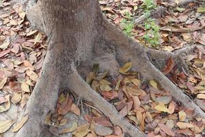 trädrötter närbild med moget blad