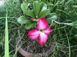 de skön blommor foto