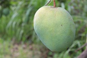 grön rå mango på träd i företaget foto