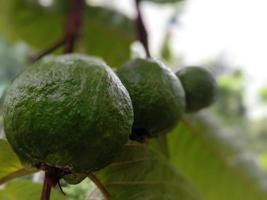 grön färgad guava på träd i gården foto