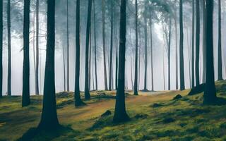 eterisk förtrollning, en fängslande glimt in i de mystisk skönhet av en dimma täckt skog landskap. ai genererad foto