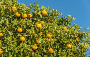 beskurna skott se av ny zealand grapefrukt på grapefrukt träd. foto