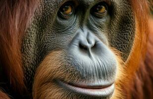 orangutang porträtt. generera ai foto