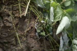 många grön pinne insekter i terrarium foto