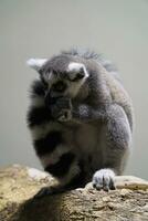 enda grå och vit lemur Sammanträde på trä- logga foto