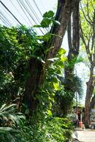 en stor träd trunk täckt med philodendron växter foto