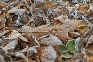 ett höst matta av ek löv täckt med morgon- frost foto