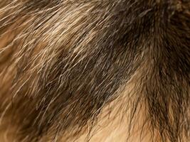 brun fluffig hund päls textur bakgrund, stänga upp foto
