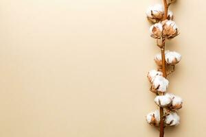 höst blommig sammansättning. torkades vit fluffig bomull blomma gren topp se på färgad tabell med kopia Plats foto