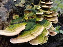 naturlig vacker fomitopsidaceae lagervy foto