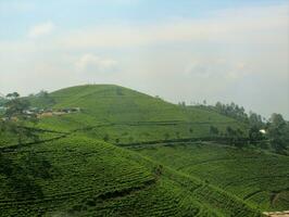 se av de te plantager i de berg. där är flera stor träd den där är på de åskådarplats av de te växter. foto