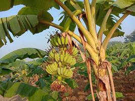 hälsosam rå banangrupp på träd foto