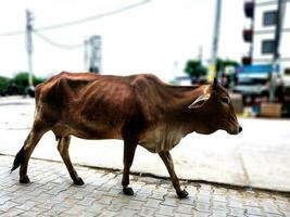 en ko gående på de gata och på de huvud väg foto