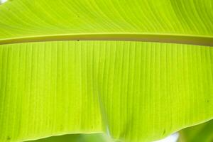gröna bananblad tropiska palm lövverk textur bakgrund. foto