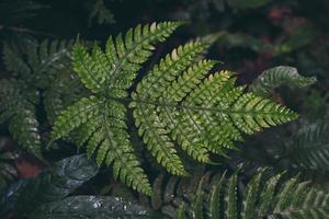 naturlig grön ormbunke i regnskogen foto