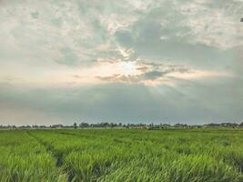 solnedgång himmel i ris fält med Sol täckt förbi moln foto