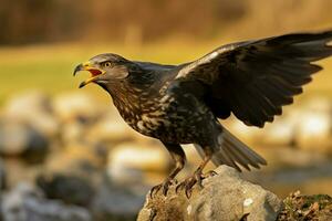 allmänning vråk buteo buteo i majestätisk mitten luft flyg ai genererad foto