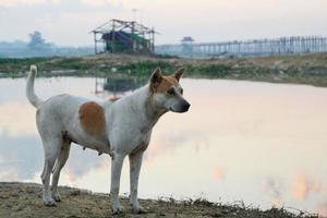en vit hund med brun lapp i huvudet och kroppen står på stranden av sjön på morgonen med u-bein bro bakgrund foto