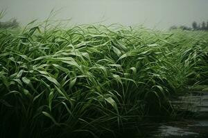 socker sockerrör fält med dimma i de morgon, lantbruk. ai genererad proffs Foto