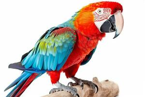 papegoja isolera på vit bakgrund.generativ ai. foto