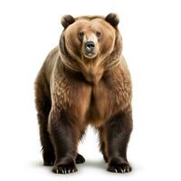 Björn brun på vit foto