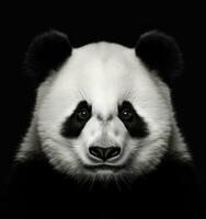panda Björn, panda ansikte foto