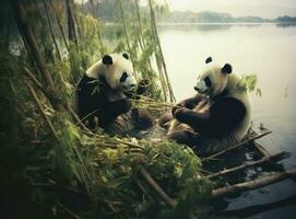 söt panda på naturlig bakgrund foto