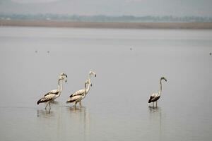 flamingos i krishna flod nära bagalkot foto